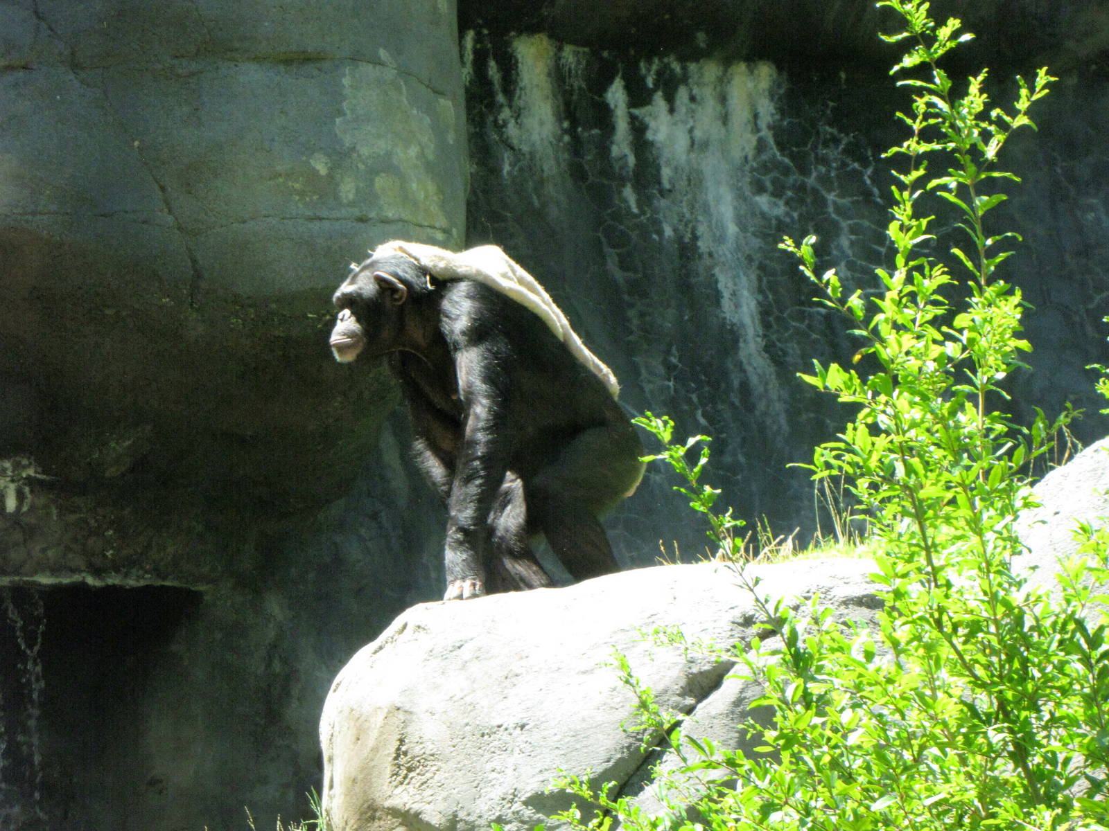 Chimpanzee