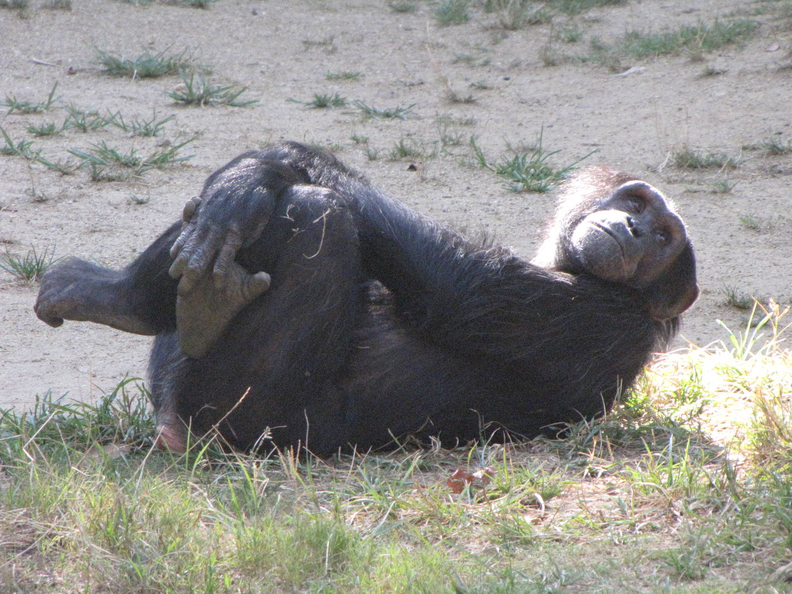 Chimpanzee