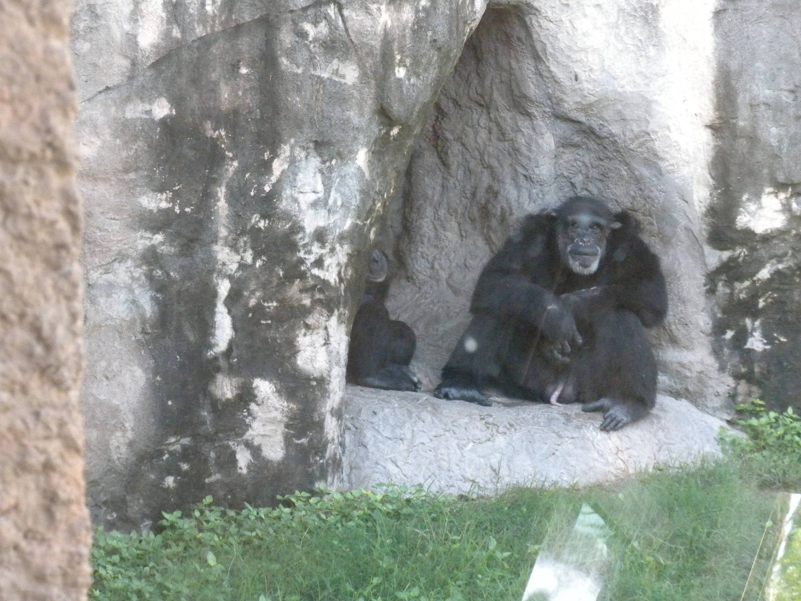 Chimpanzee