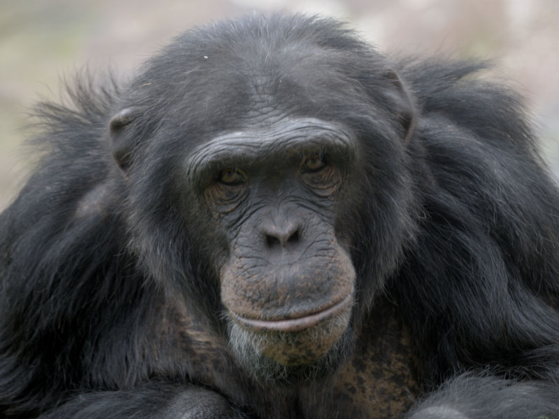 Chimpanzee