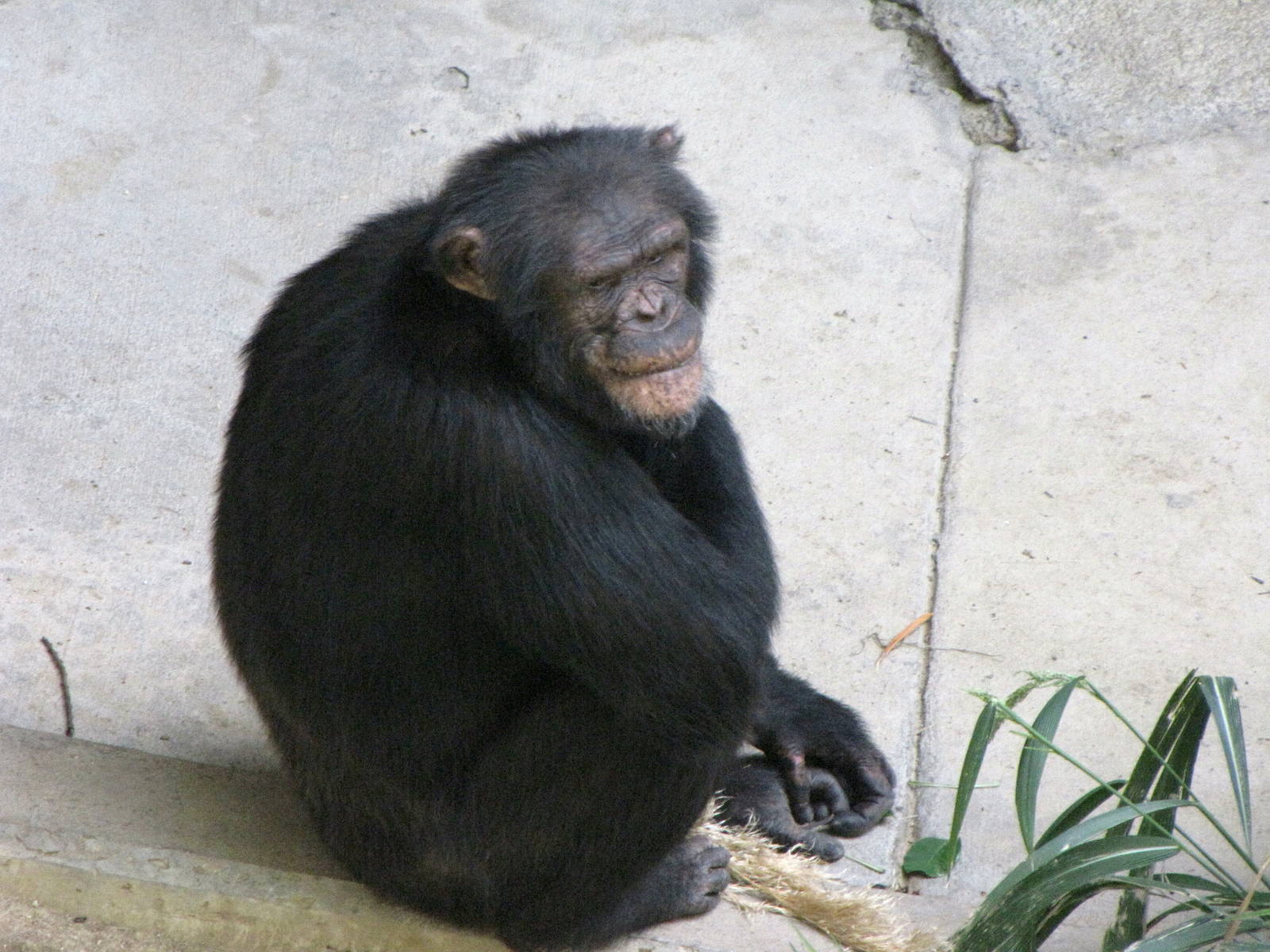 Chimpanzee