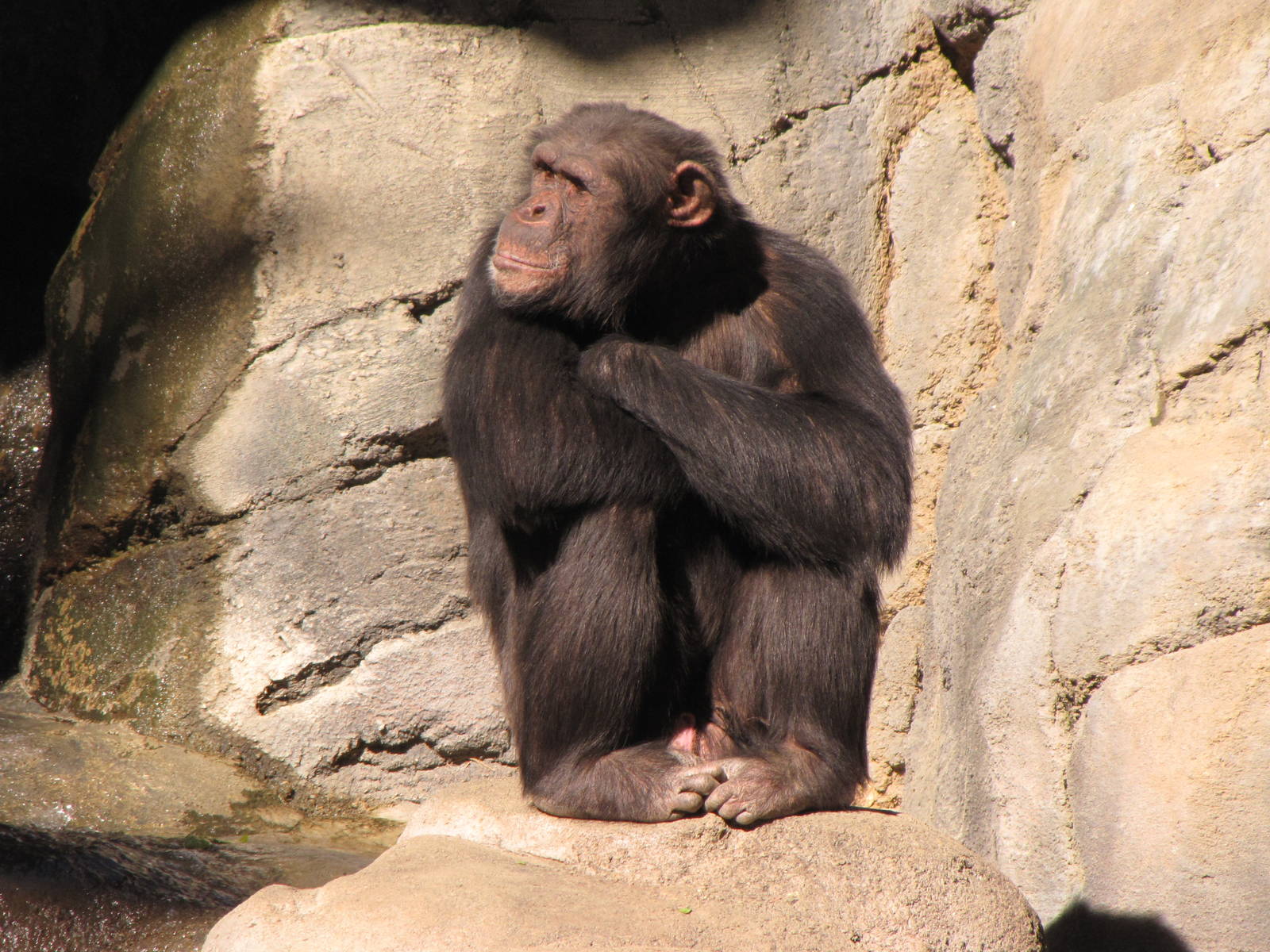 Chimpanzee