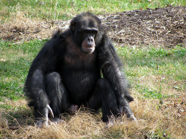 Chimpanzee
