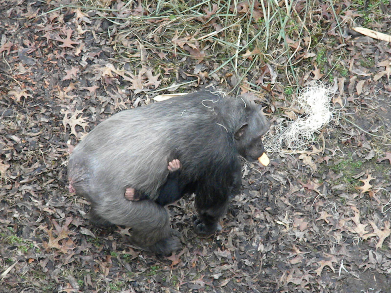 Chimpanzee