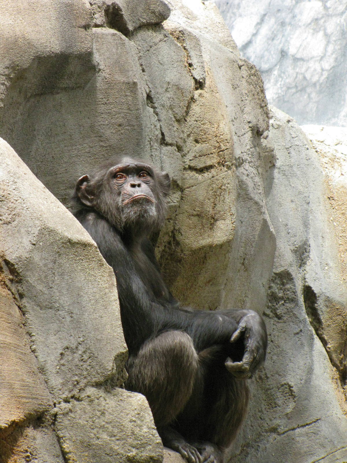Chimpanzee
