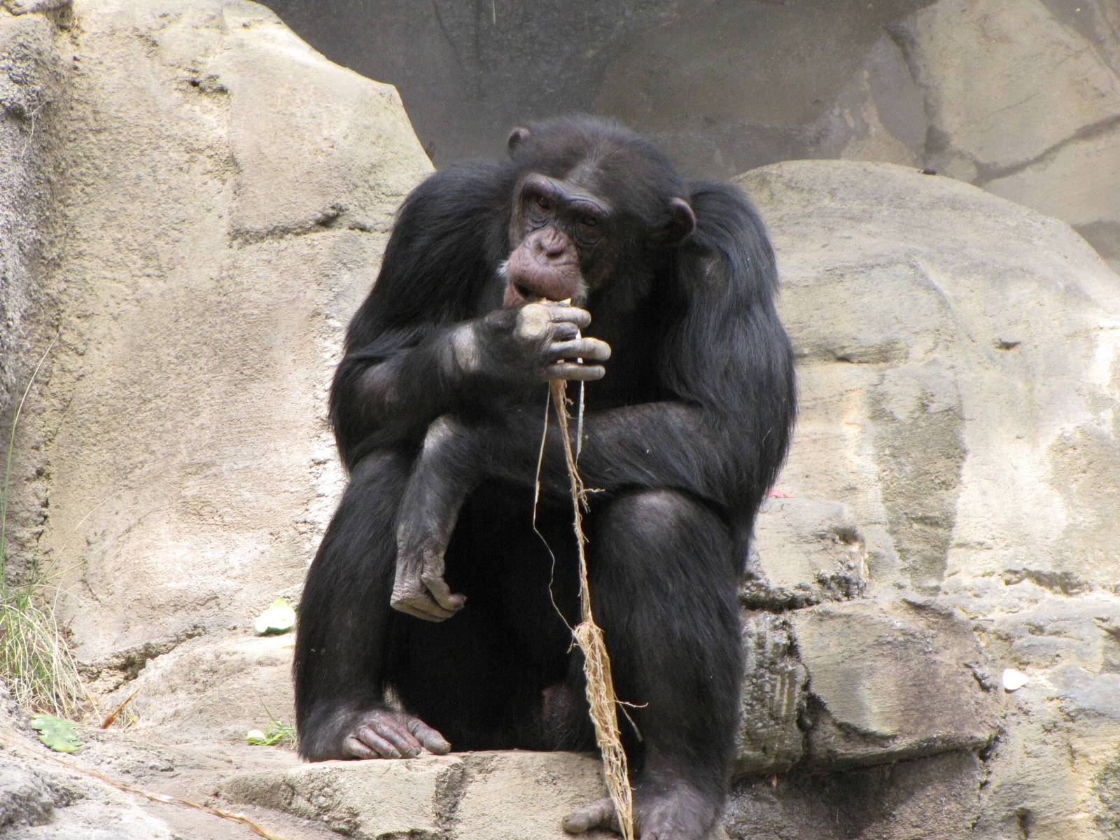 Chimpanzee