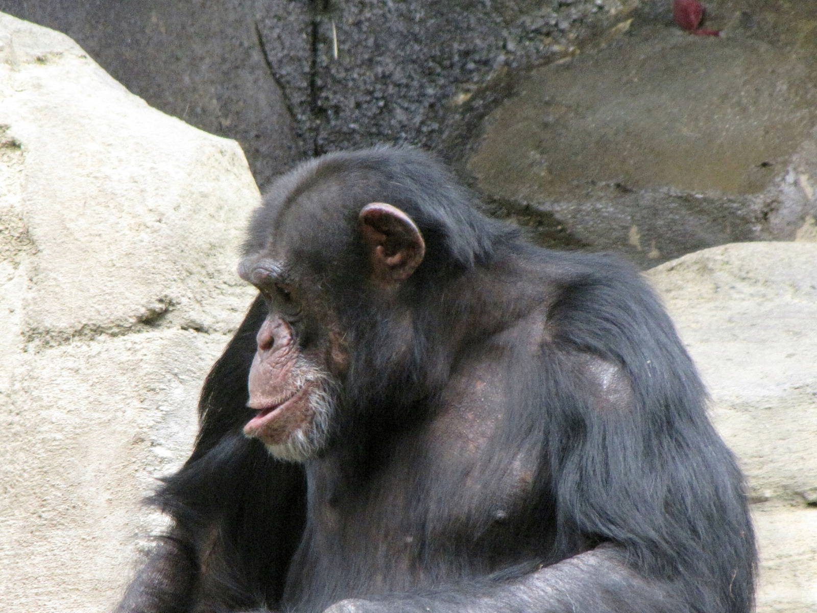 Chimpanzee