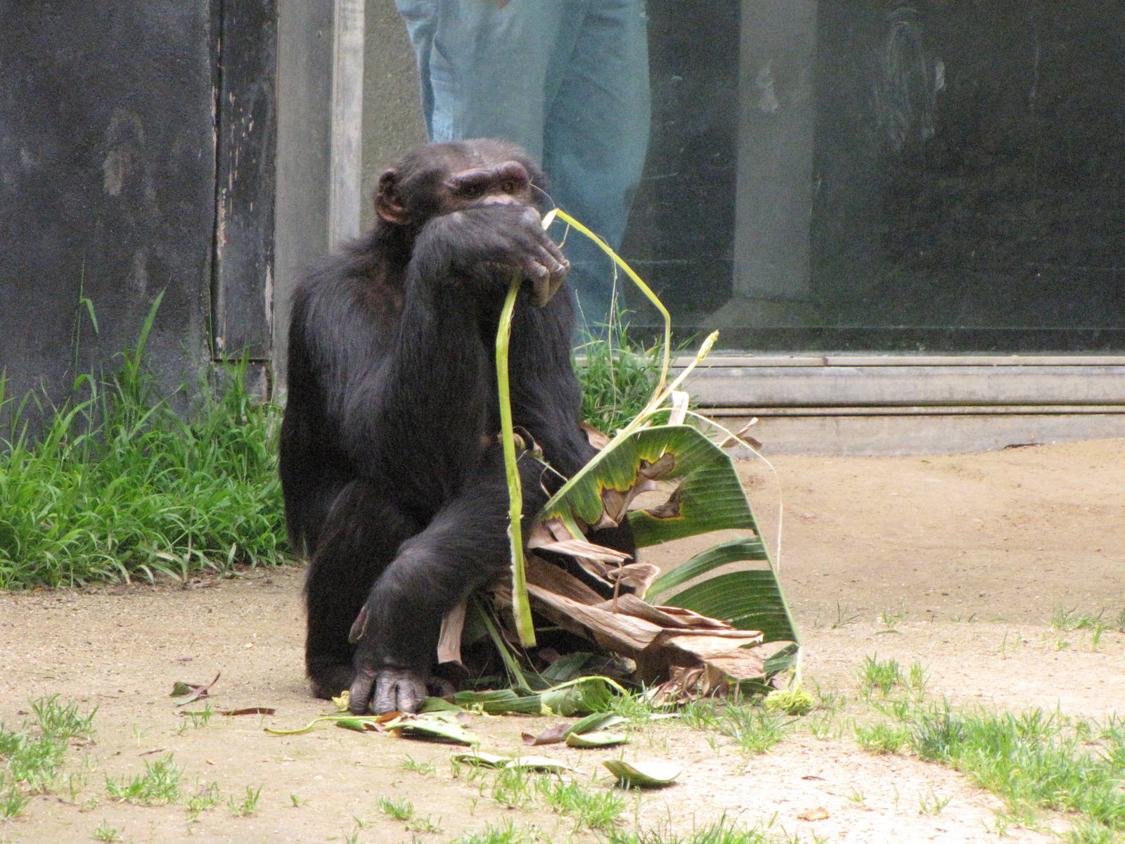 Chimpanzee