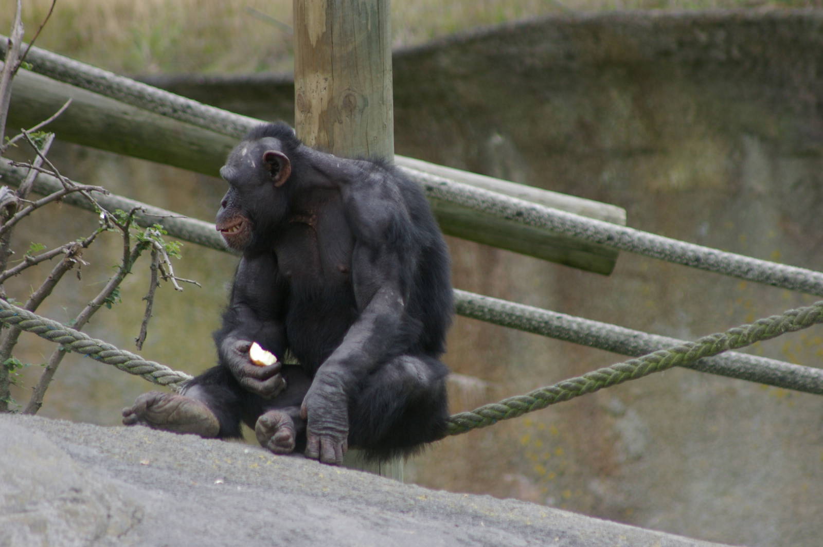 chimpanzee