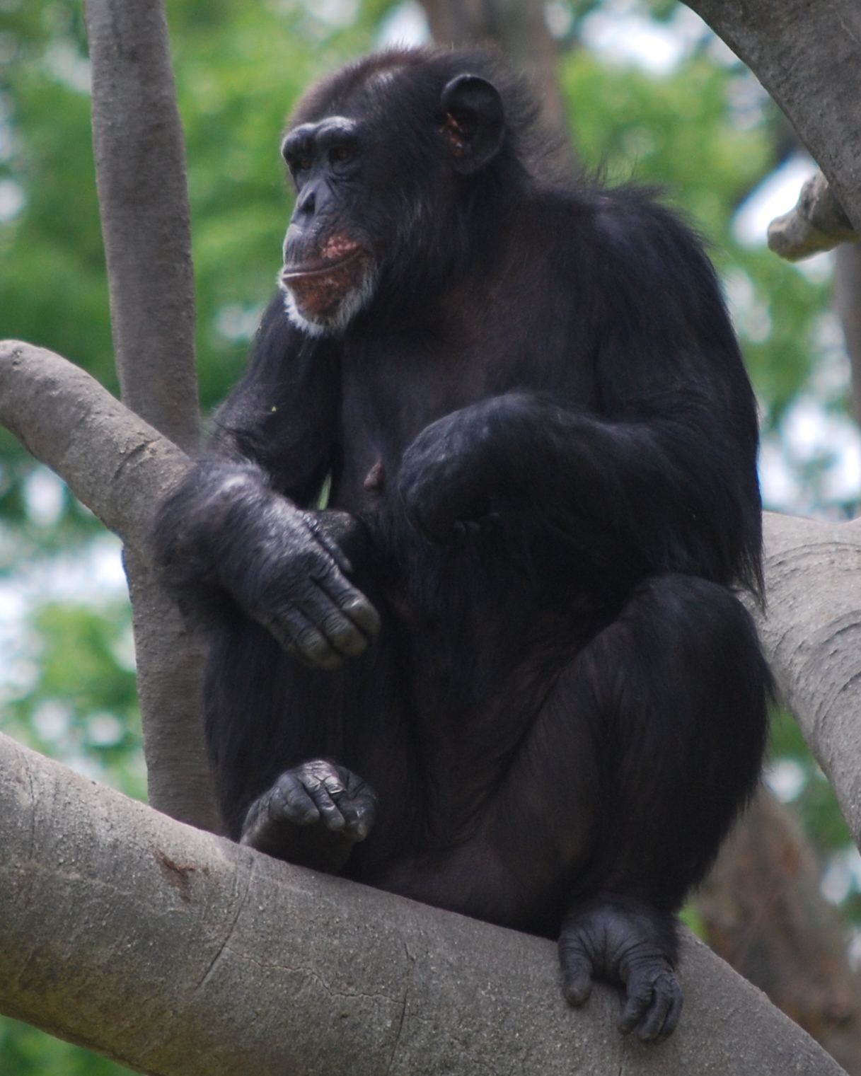 Chimpanzee