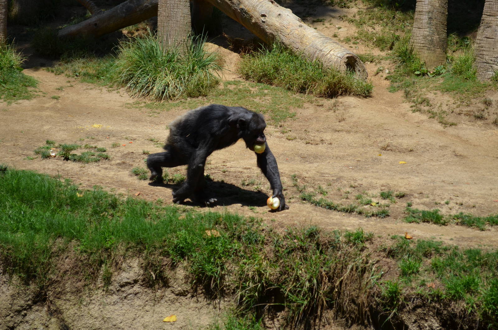 Chimpanzee