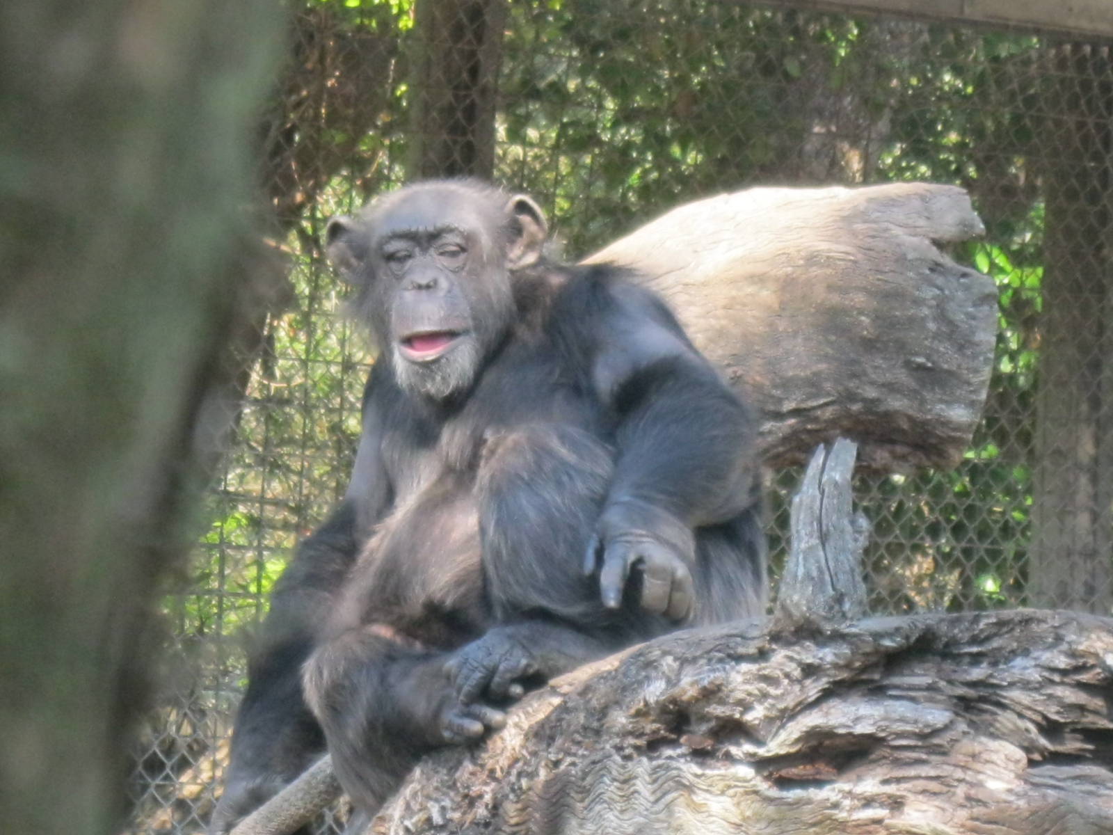 Chimpanzee