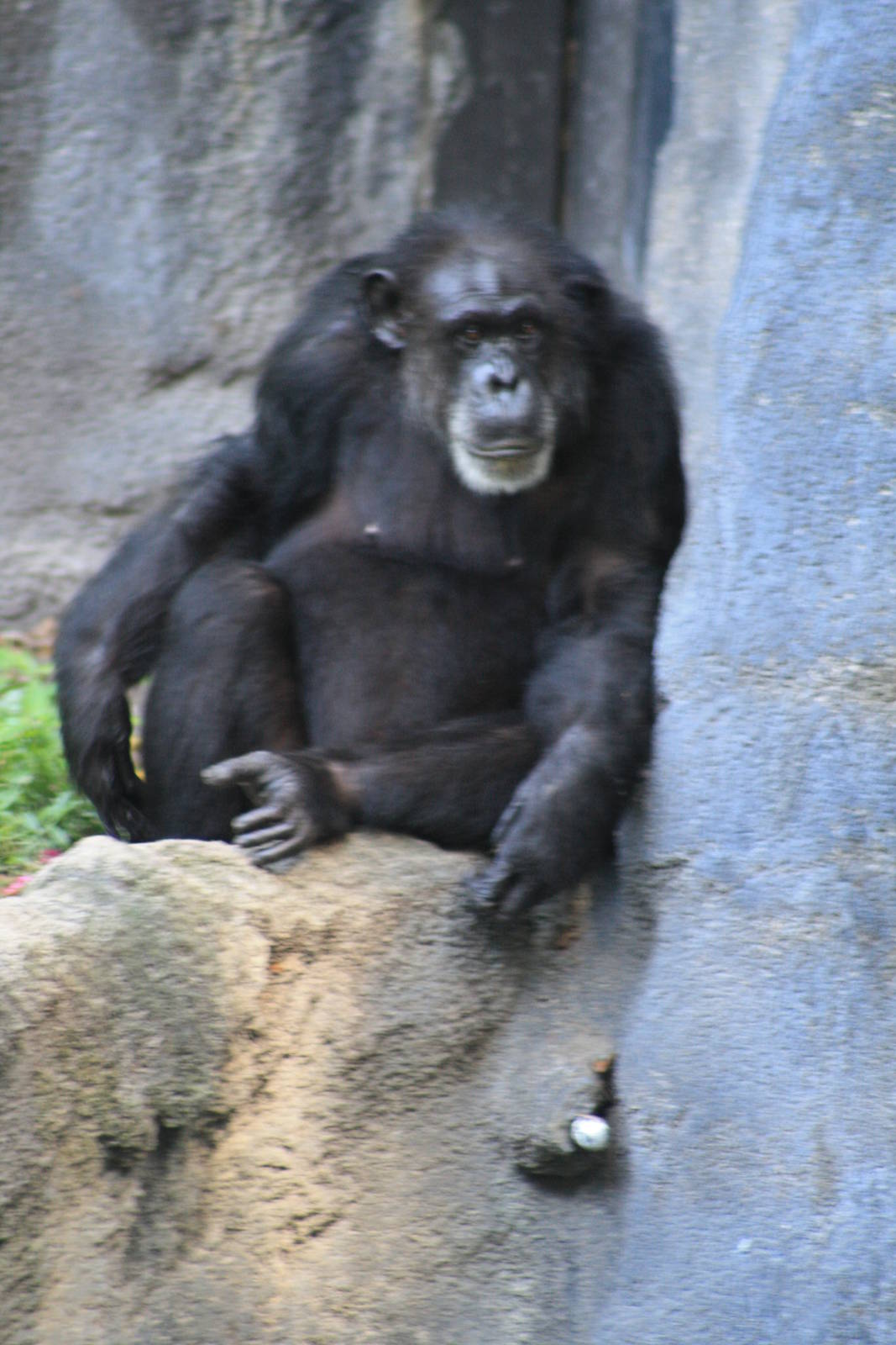 Chimpanzee
