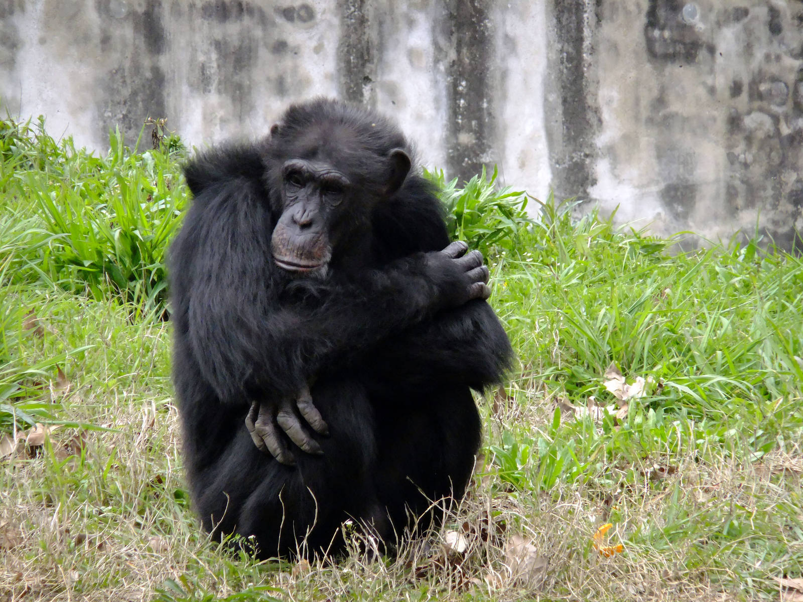 Chimpanzee
