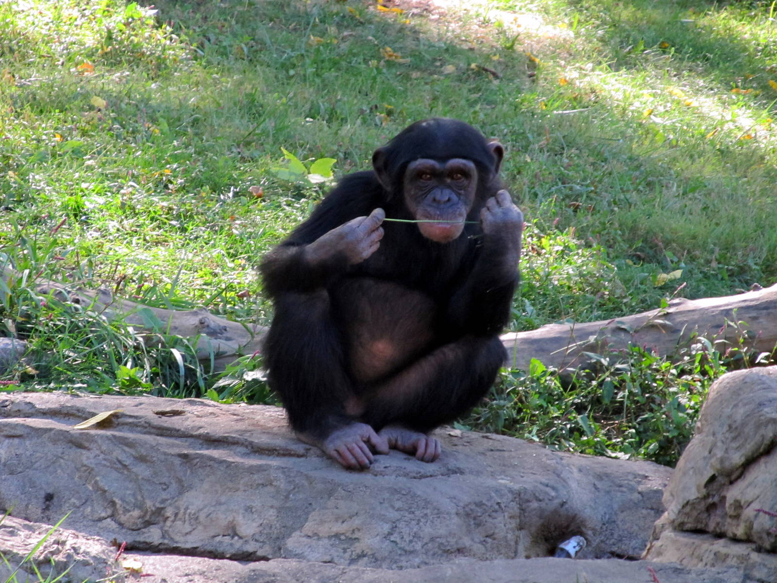 Chimpanzee