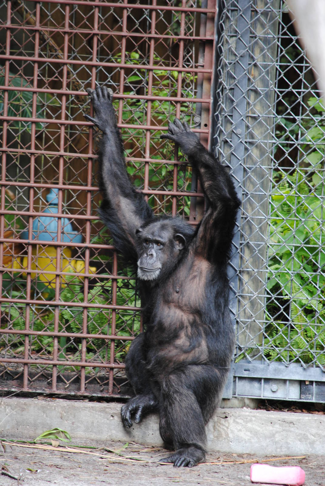 Chimpanzee