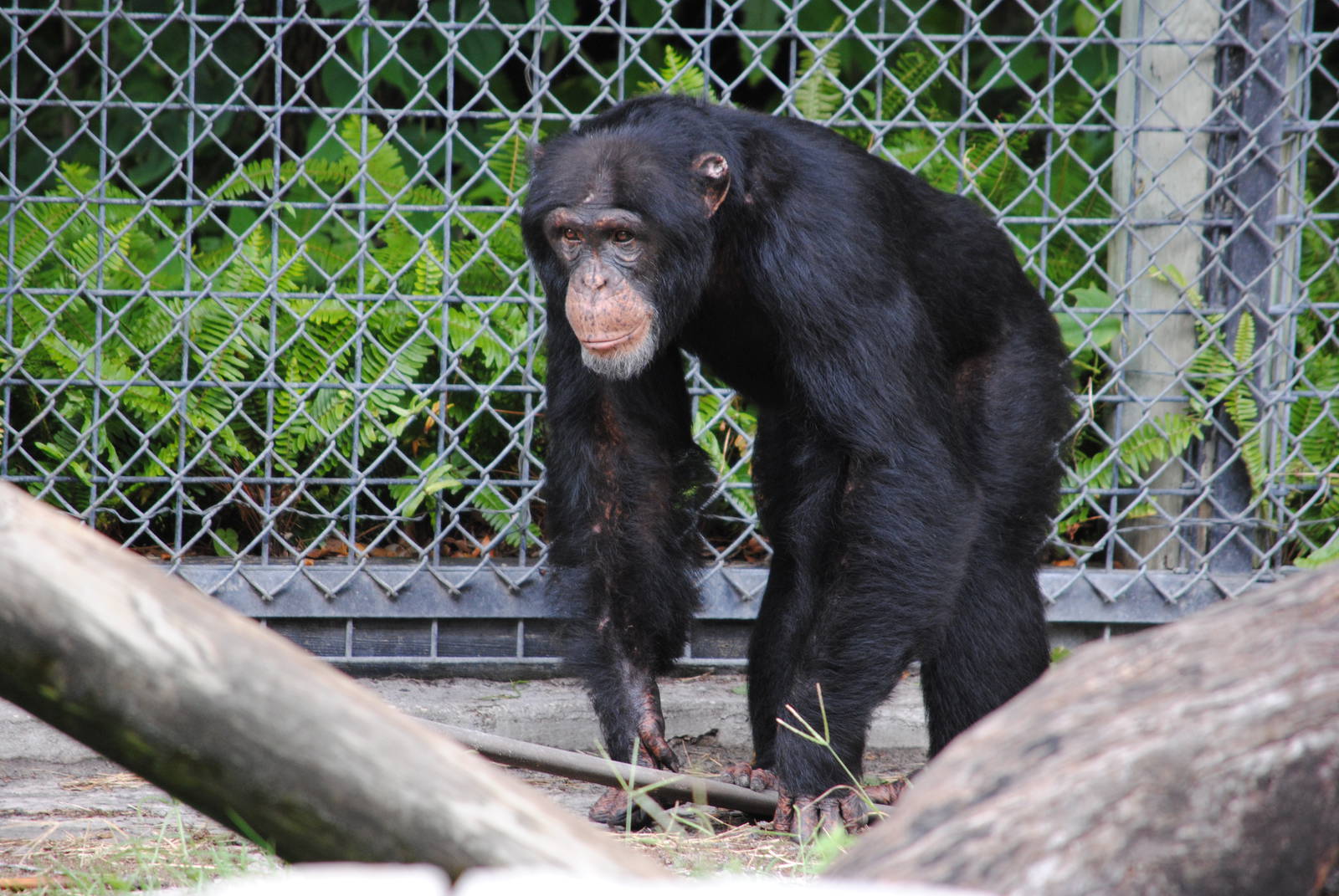 Chimpanzee