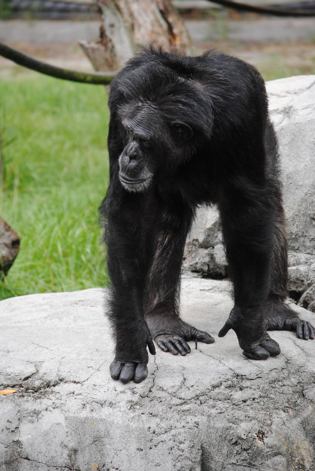 Chimpanzee