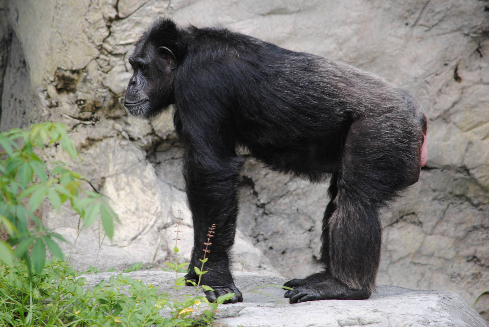 Chimpanzee