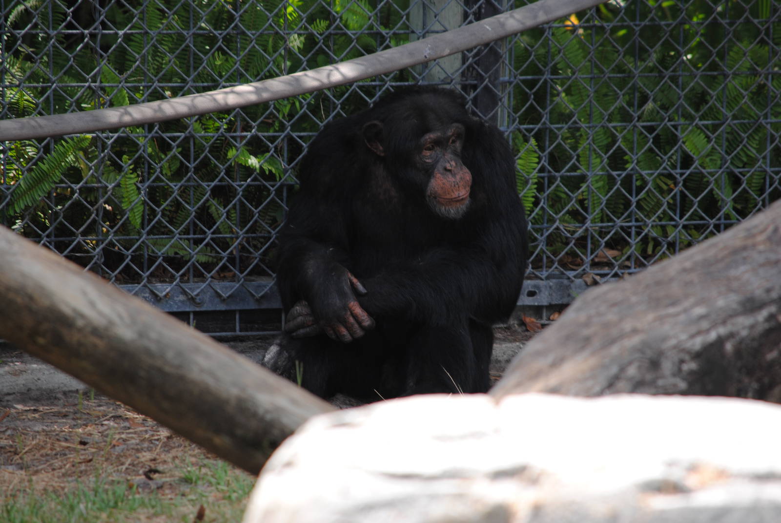 Chimpanzee