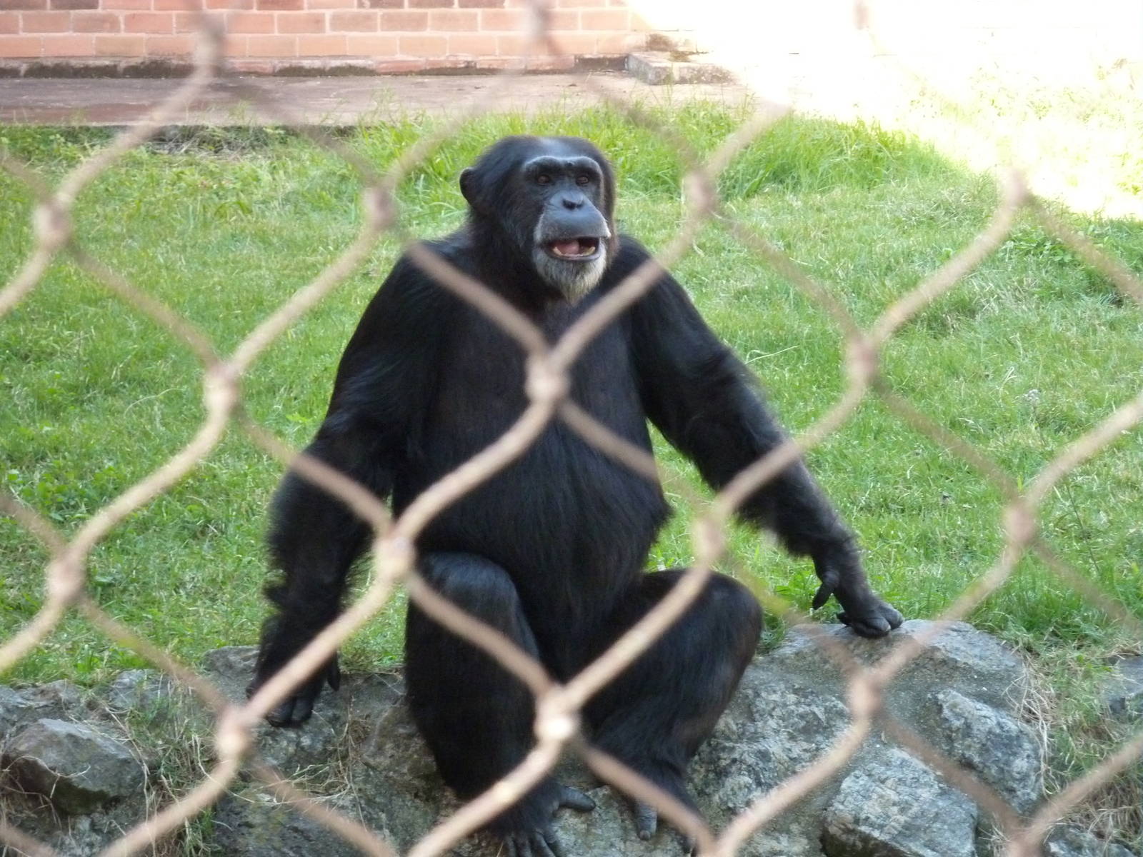 Chimpanzee