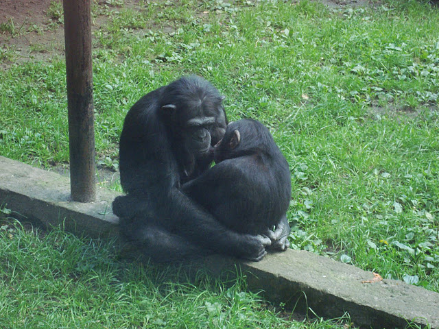 Chimpanzee