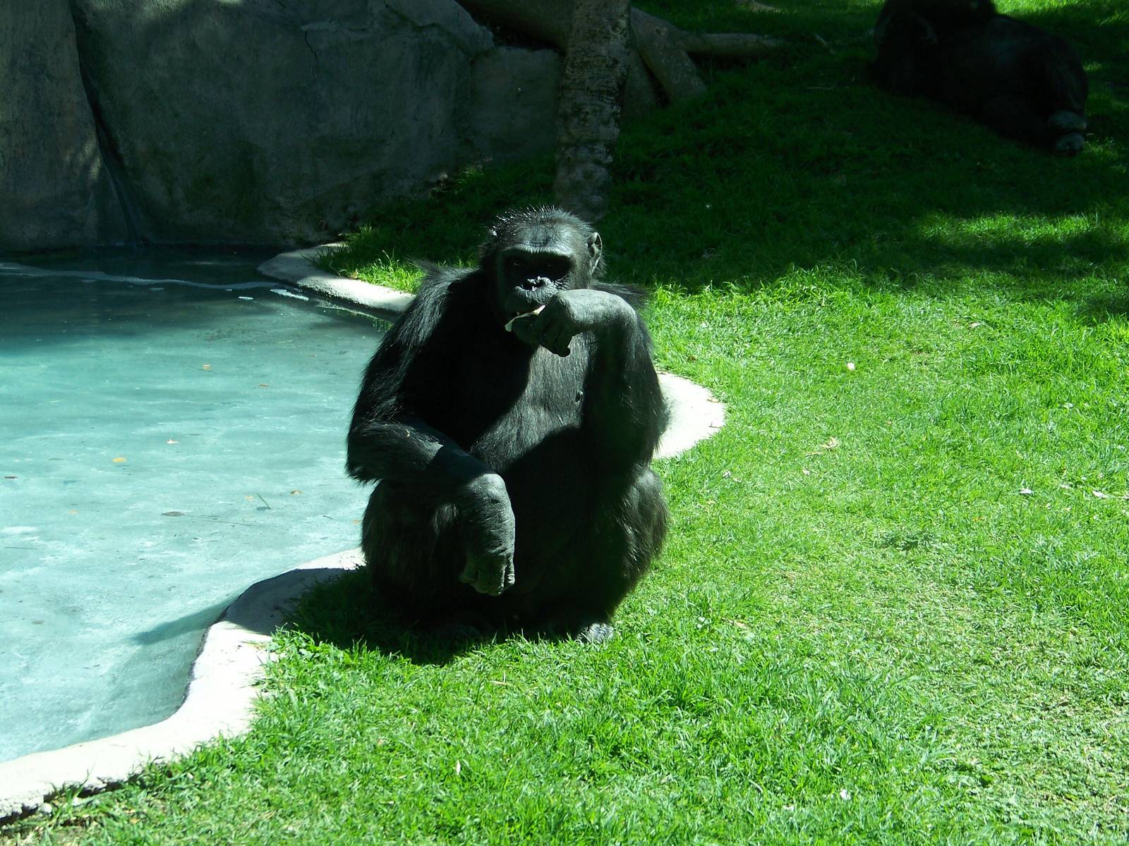 Chimpanzee
