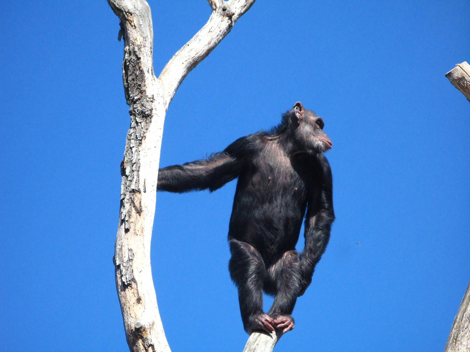 Chimpanzee