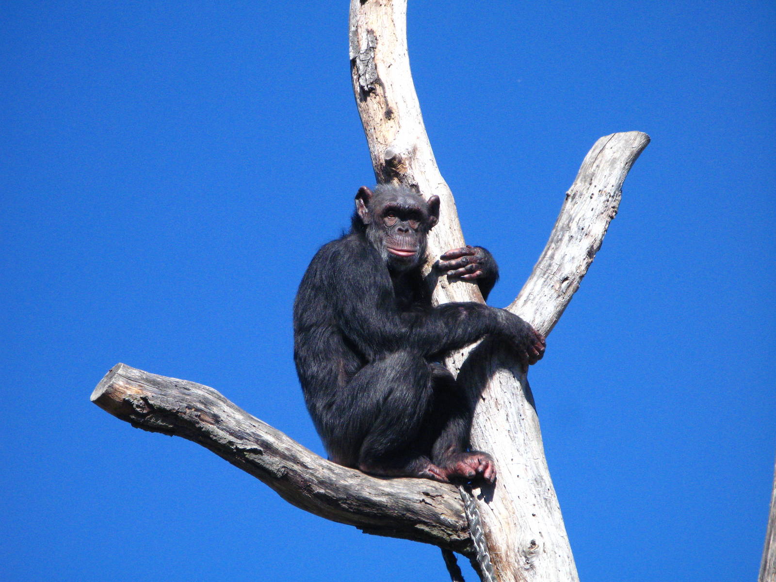 Chimpanzee