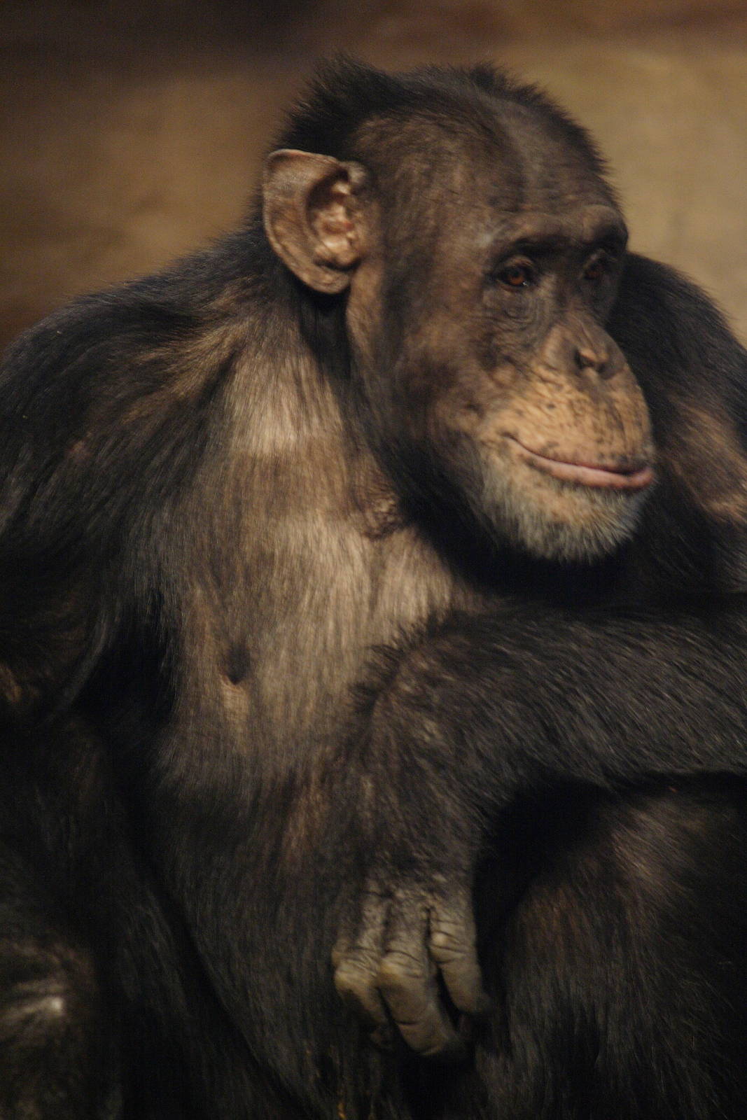 Chimpanzee
