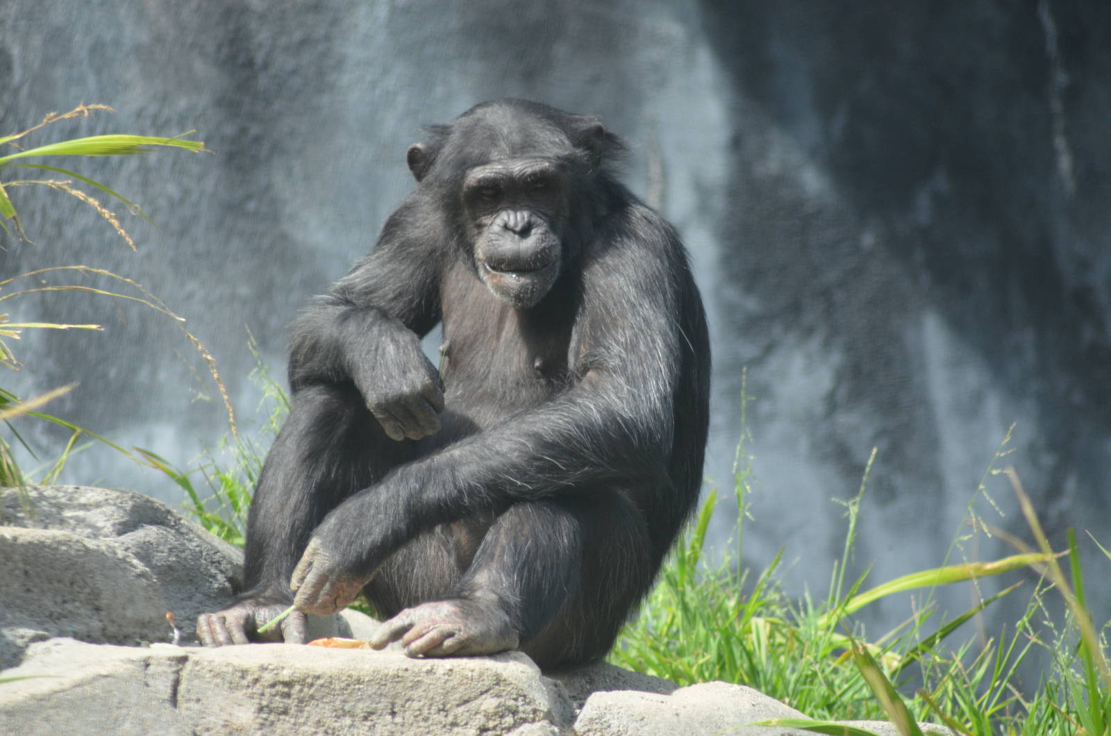 Chimpanzee