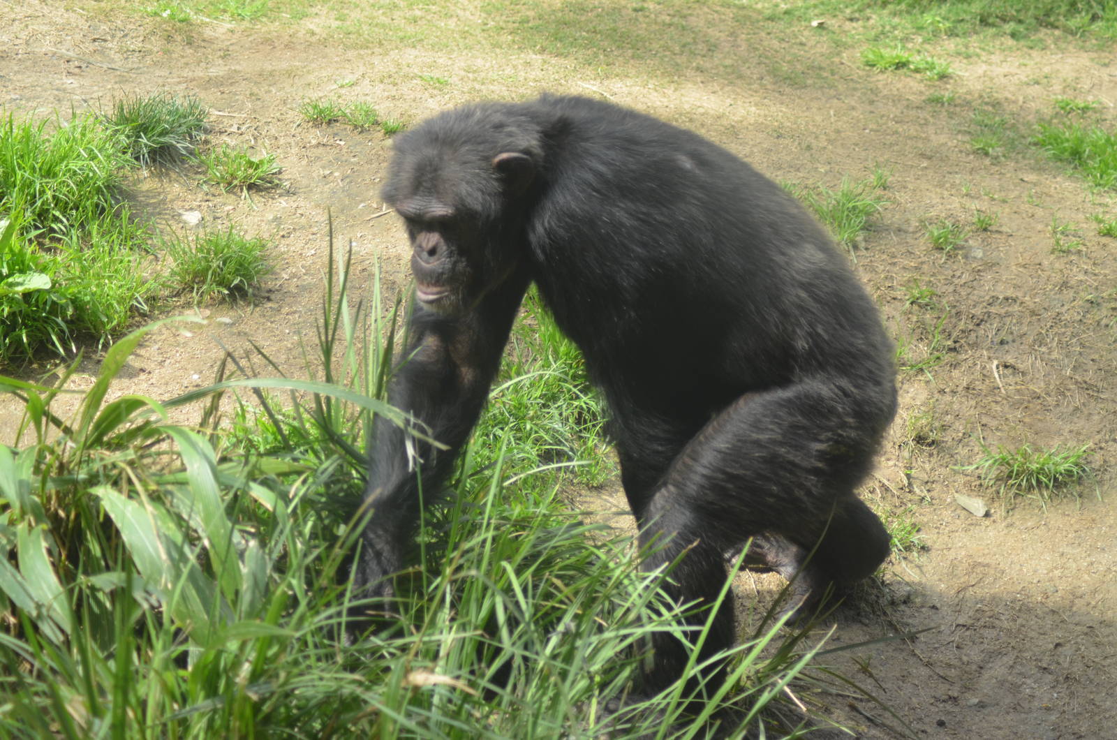 Chimpanzee