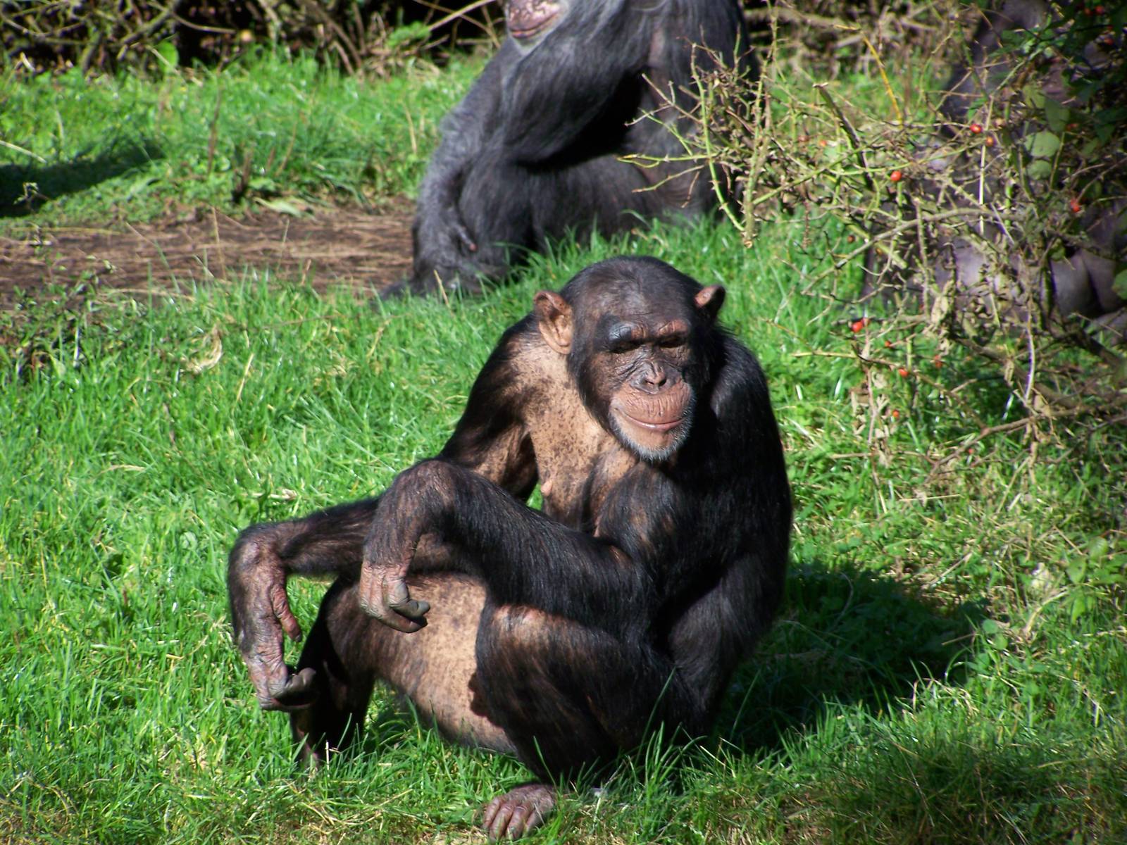 Chimpanzee