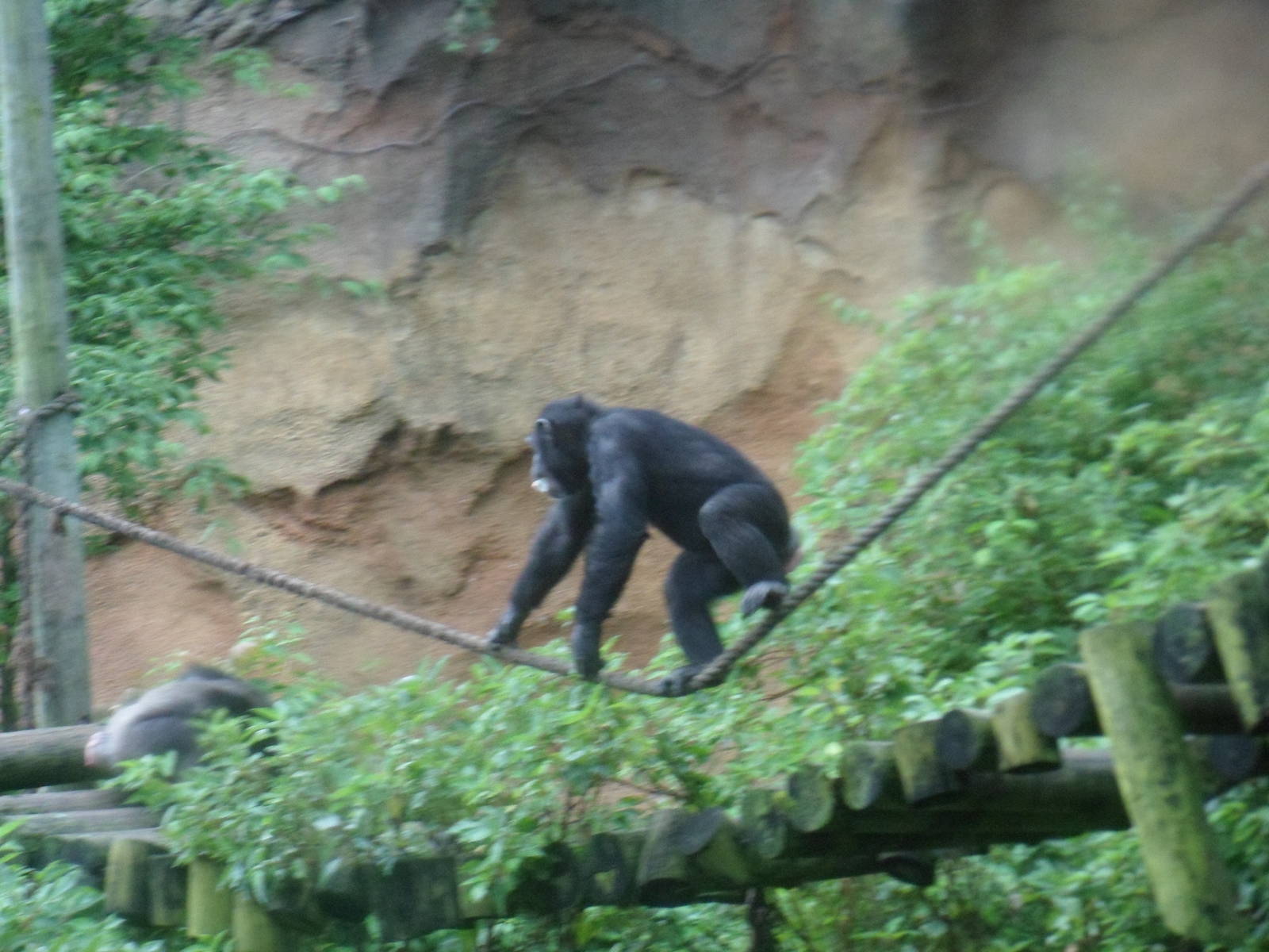 Chimpanzee