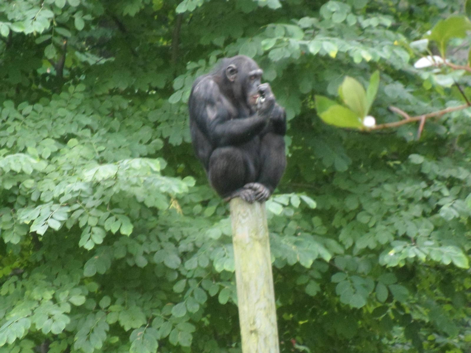 Chimpanzee