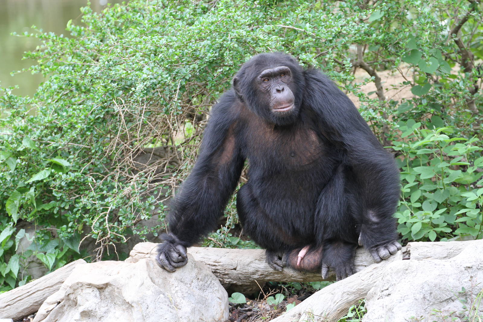 Chimpanzee