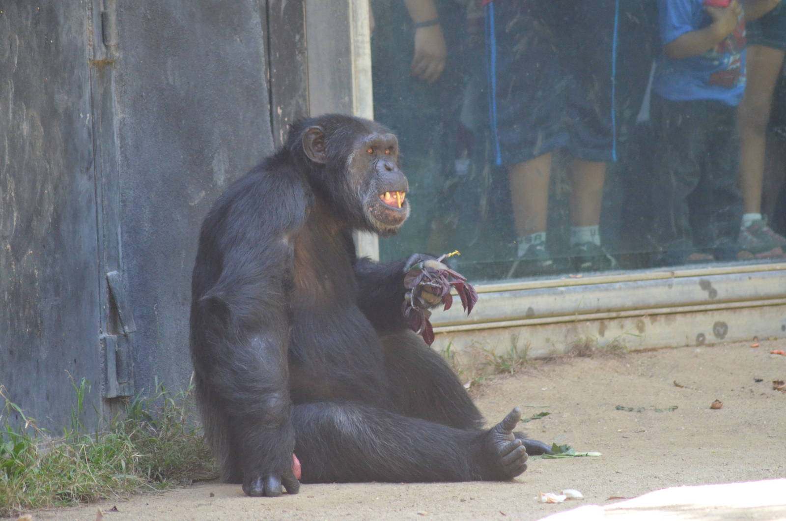 Chimpanzee