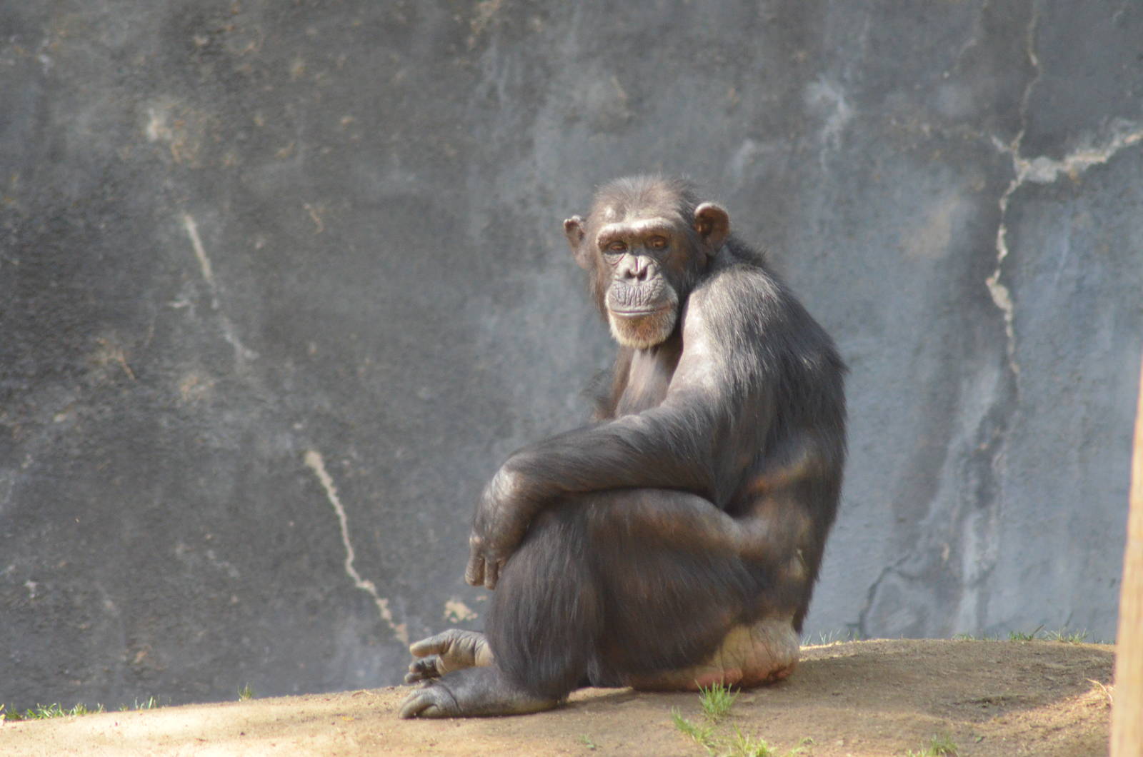 Chimpanzee