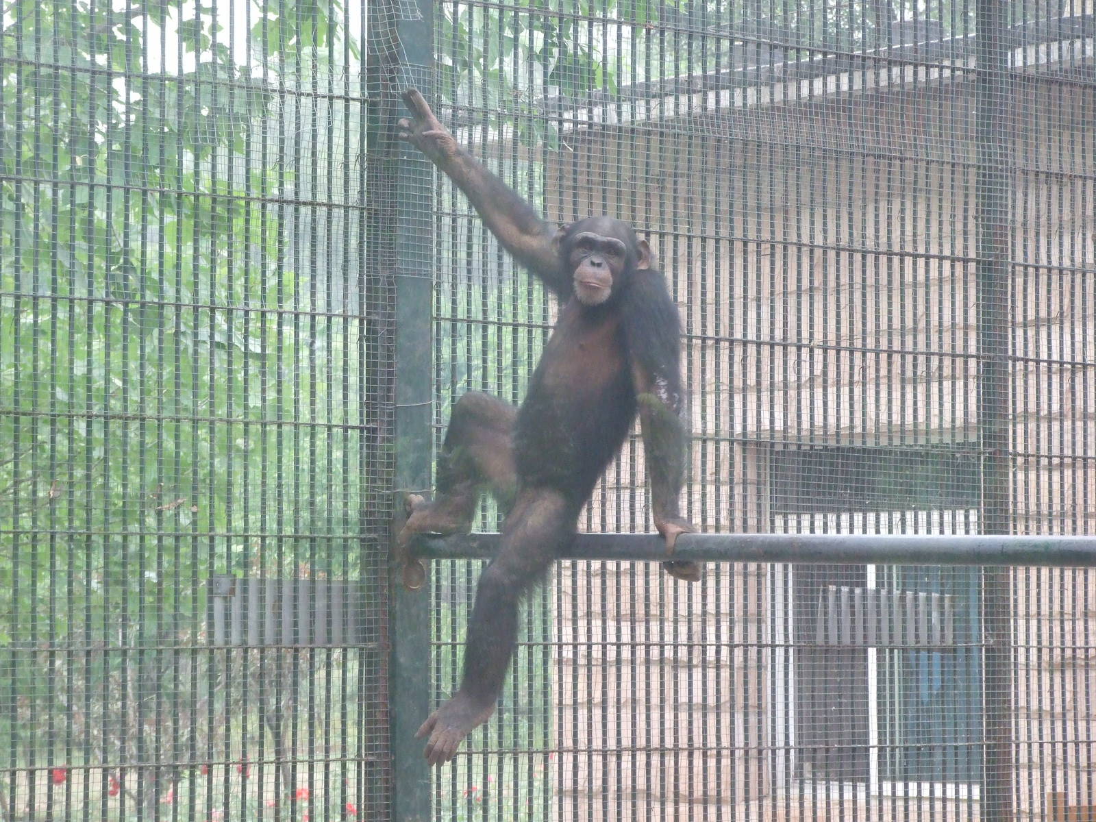Chimpanzee