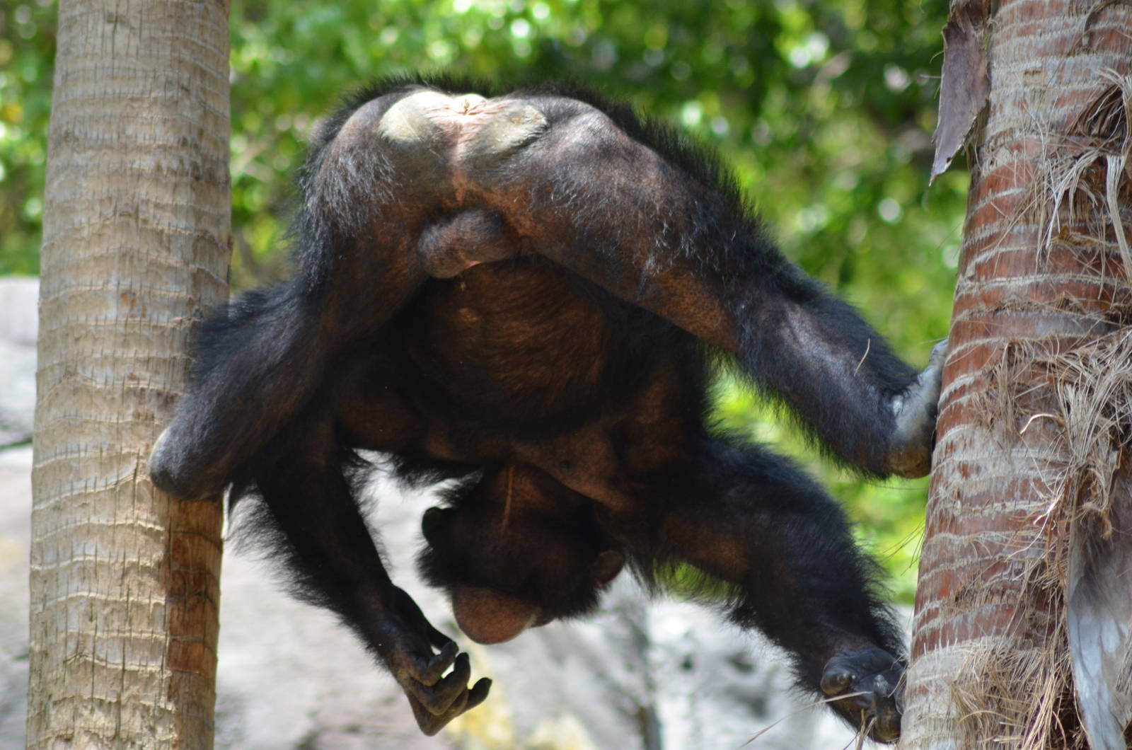 Chimpanzee