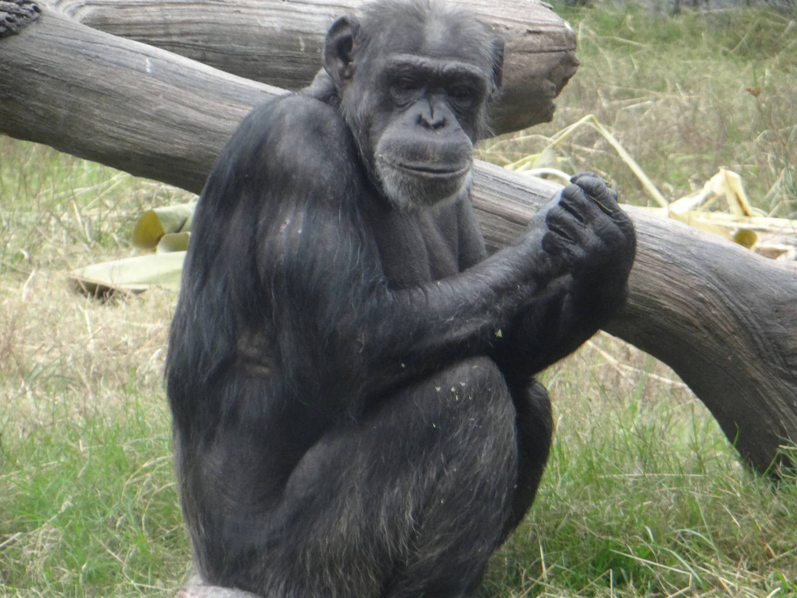 Chimpanzee