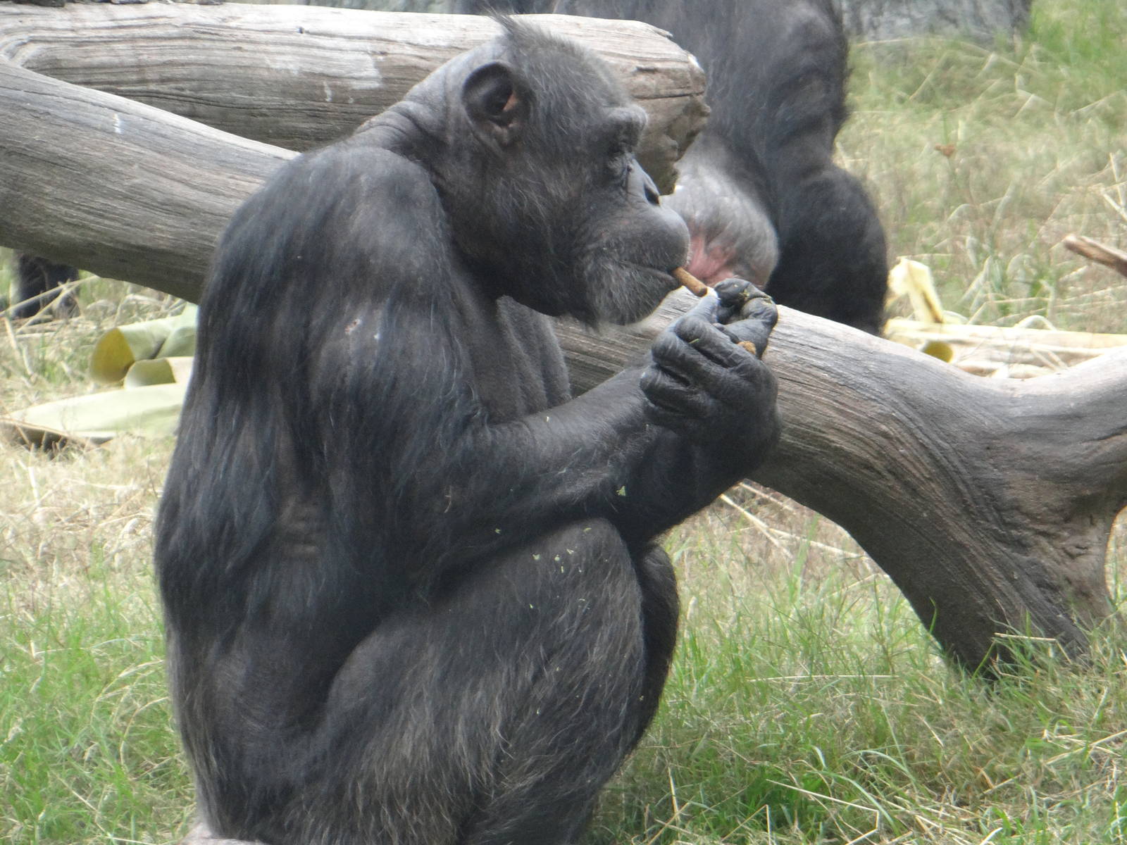 Chimpanzee