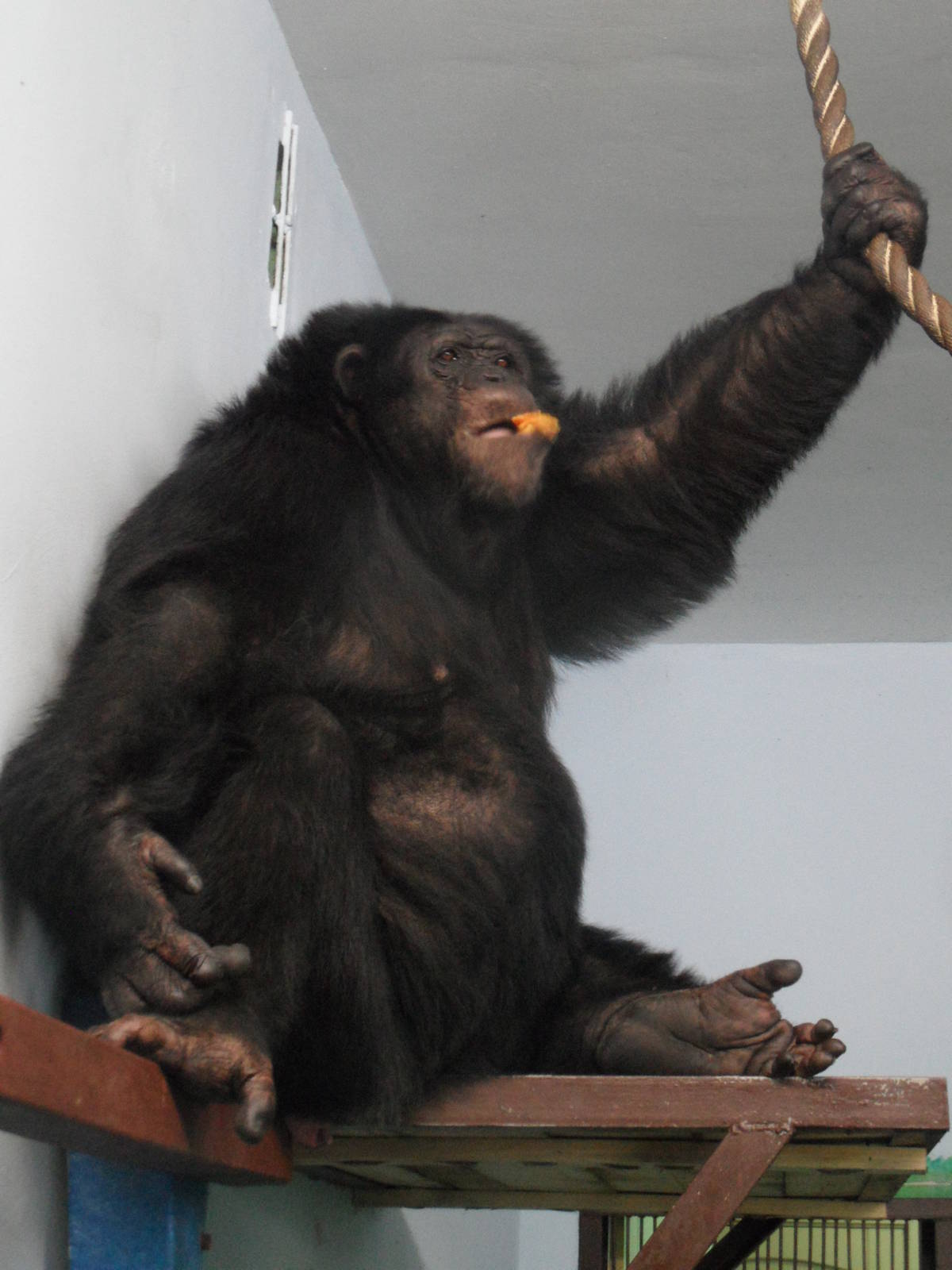Chimpanzee