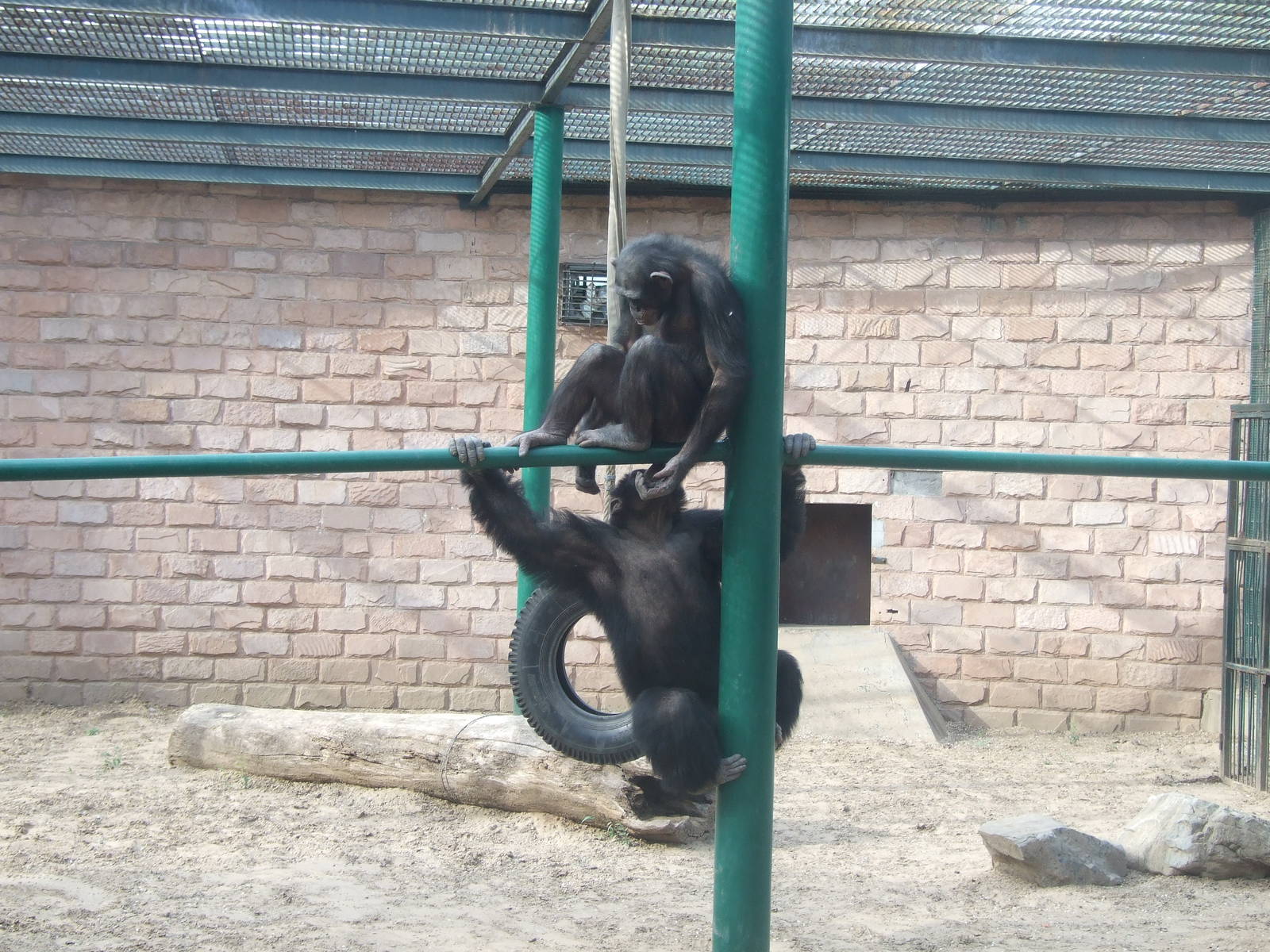 Chimpanzee
