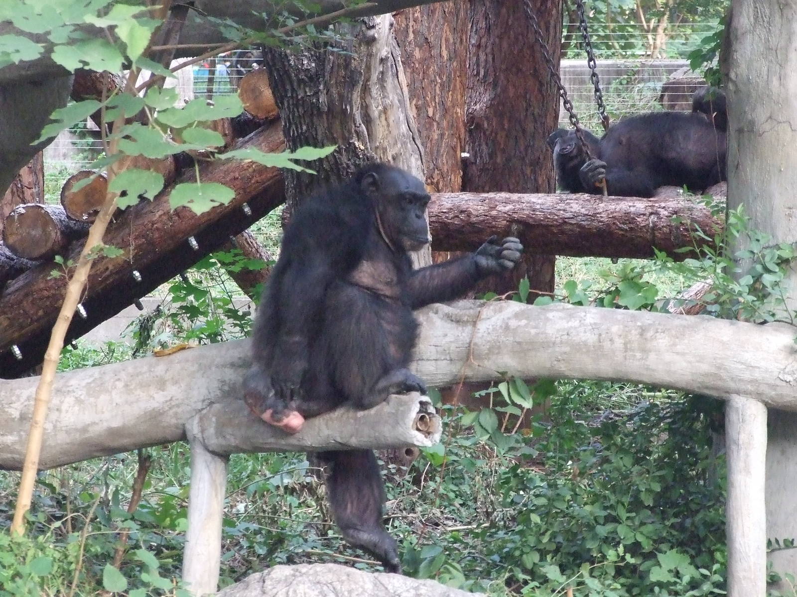 Chimpanzee