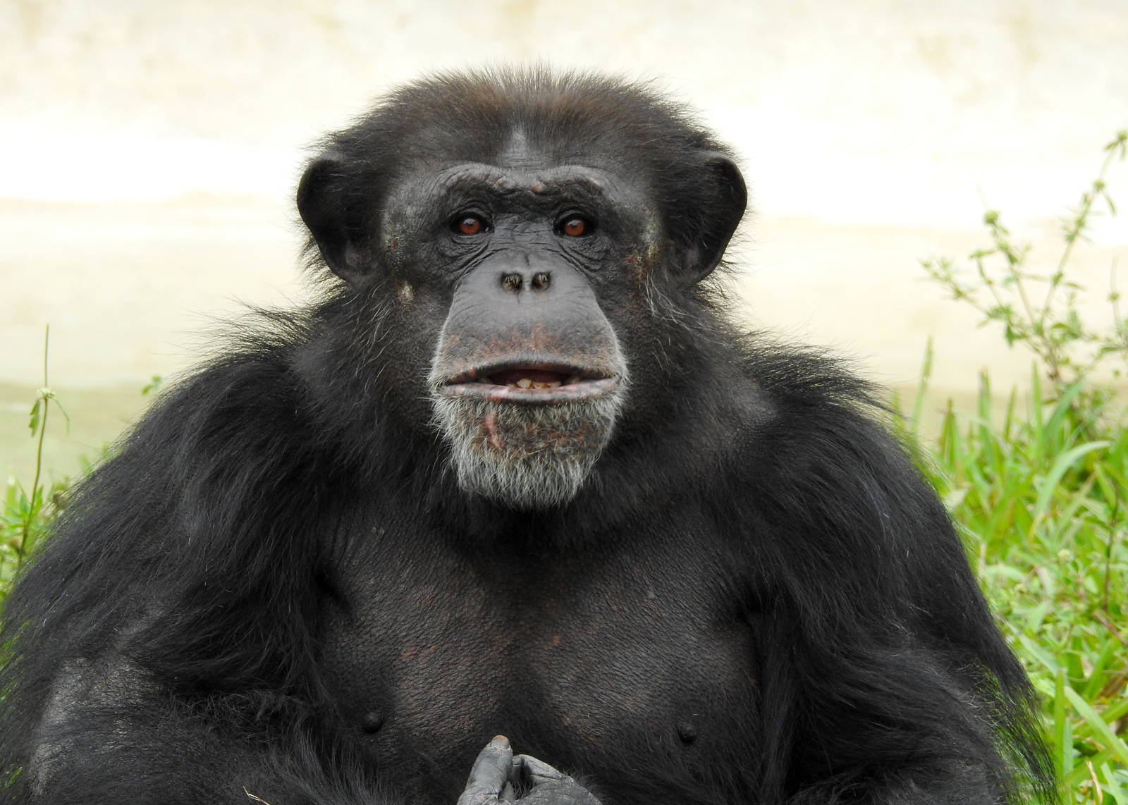Chimpanzee