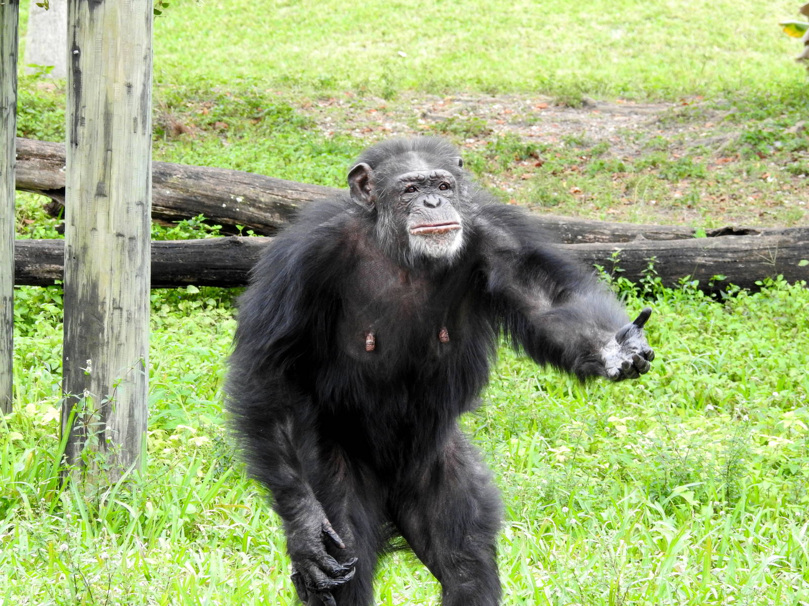 Chimpanzee