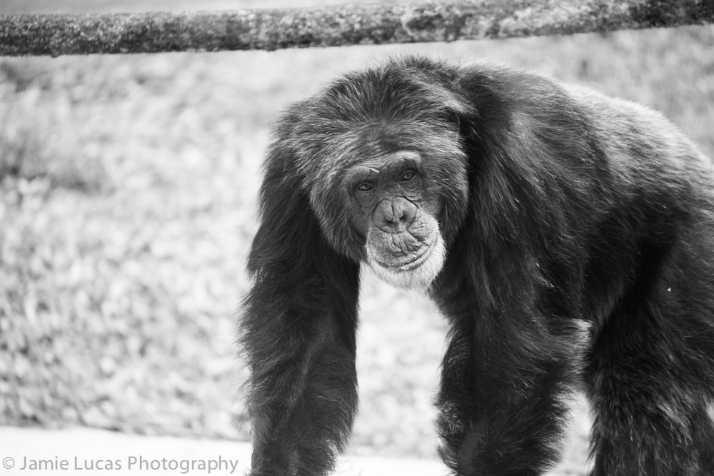 Chimpanzee