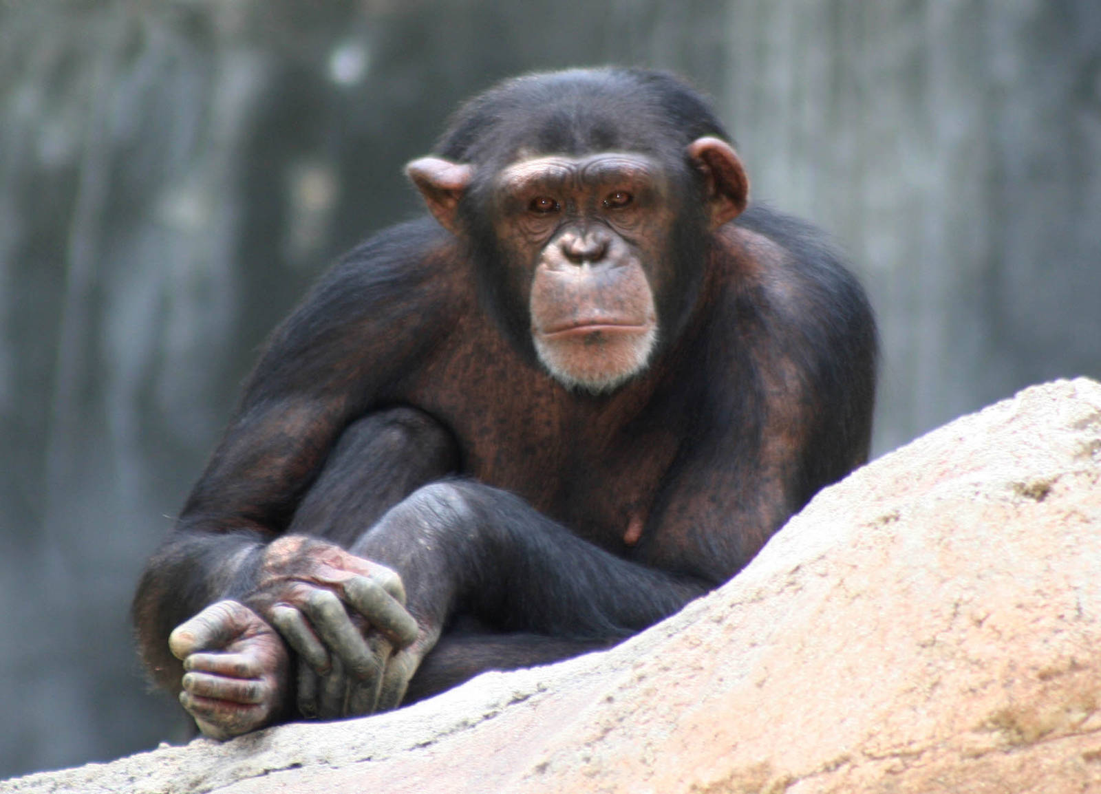 Chimpanzee