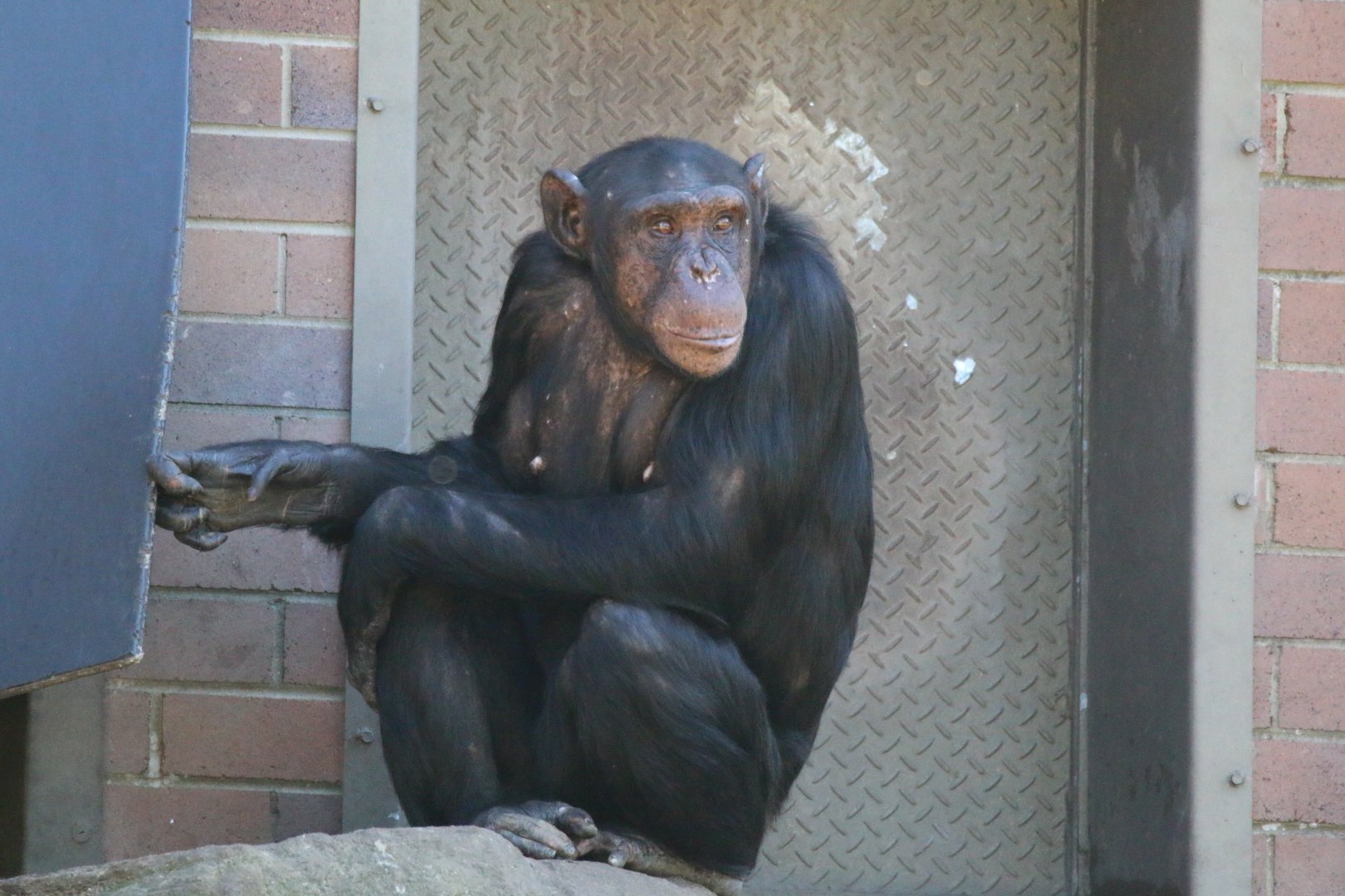 Chimpanzee